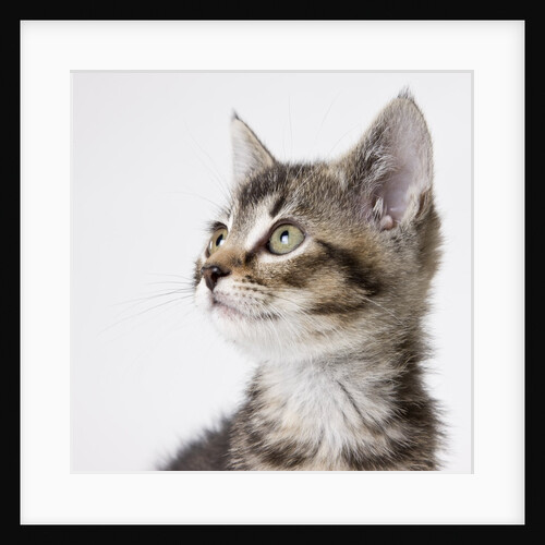 Tabby kitten by Anonymous