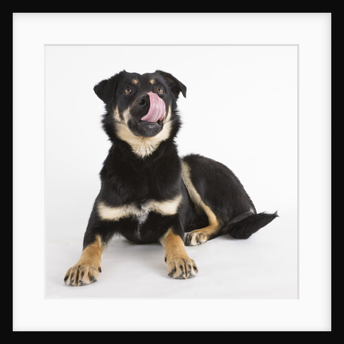 Australian shepherd licking face by Anonymous