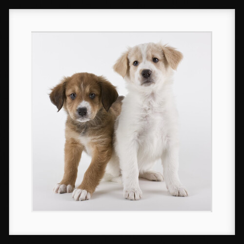 Puppies next to one another by Anonymous