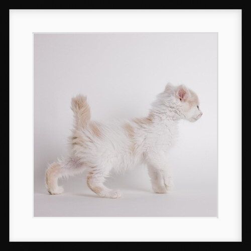 White and tan kitten by Anonymous