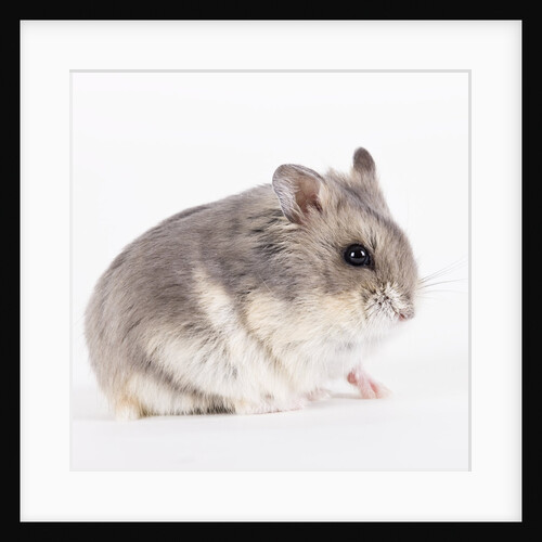 Chinchilla by Anonymous