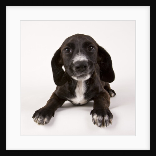 Black and white puppy by Anonymous