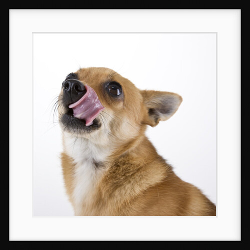 Corgi puppy with tongue sticking out by Anonymous