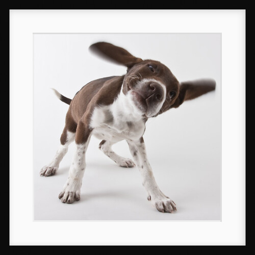 German shorthaired pointer shaking ears by Anonymous