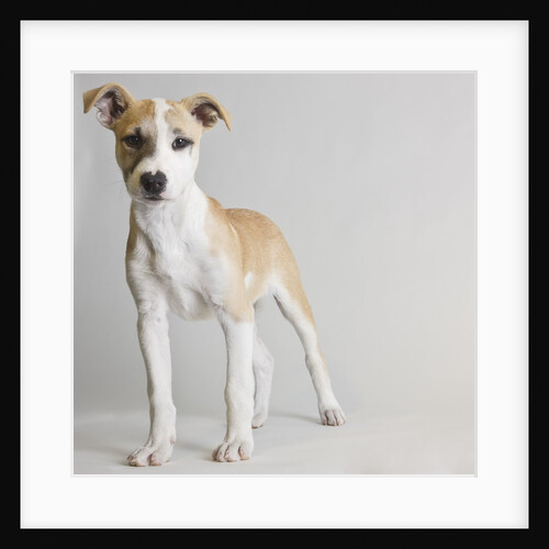 Terrier by Anonymous