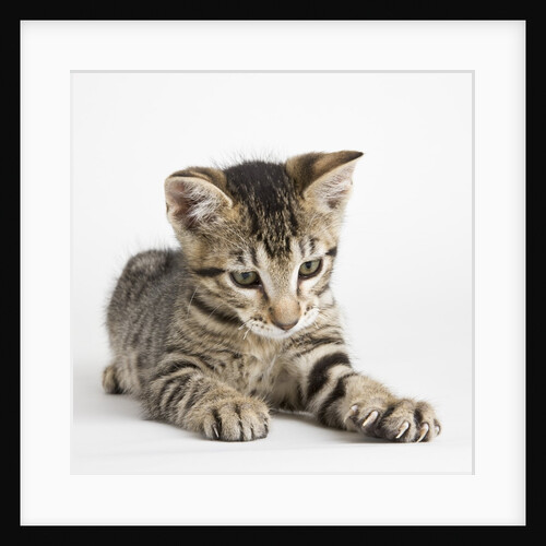 Tabby kitten by Anonymous