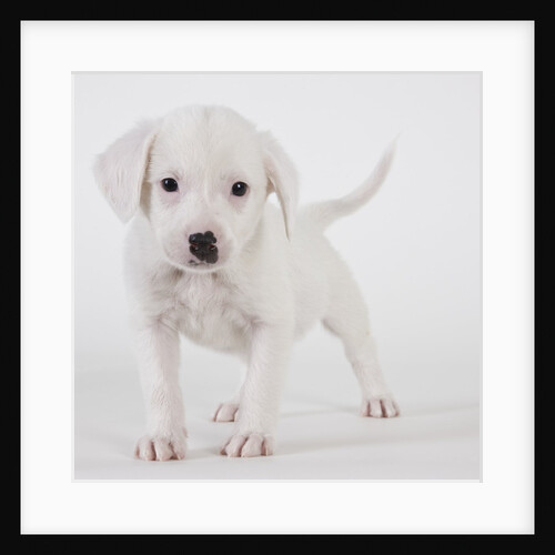 Pitbull puppy by Anonymous