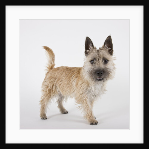 Terrier by Anonymous
