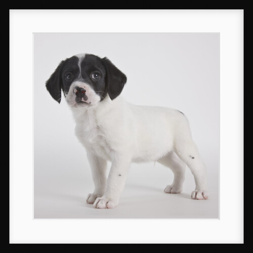 Pitbull puppy by Anonymous