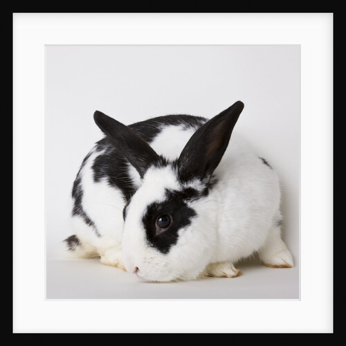 Black and tan rabbit by Anonymous