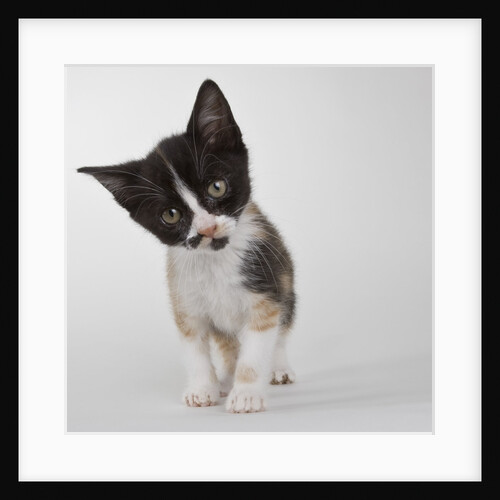 Calico kitten by Anonymous