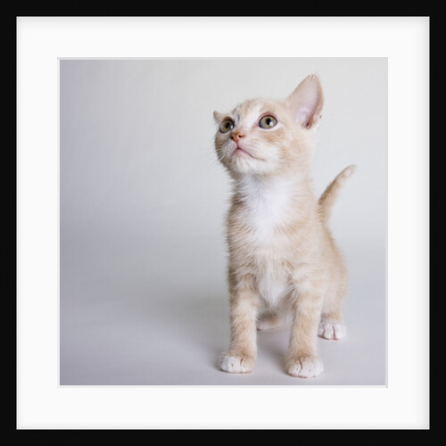 White and tan kitten by Anonymous