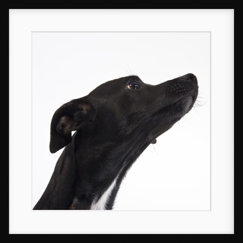 Black Chihuahua craning neck by Anonymous