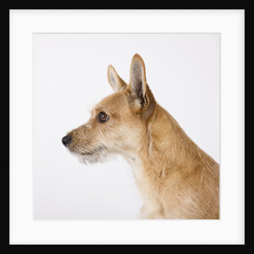 Jack Russel terrier by Anonymous