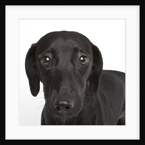Dachshund mutt by Anonymous