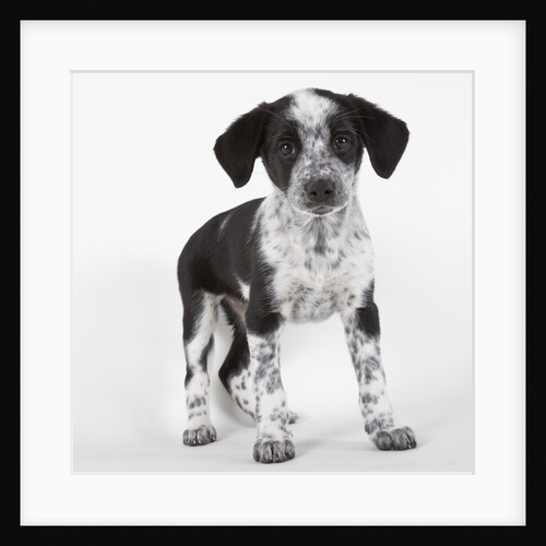 Brittany spaniel puppy by Anonymous