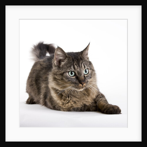Tabby cat by Anonymous