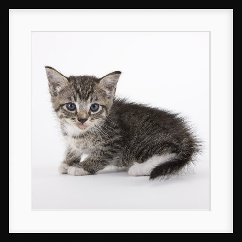 Tabby kitten by Anonymous