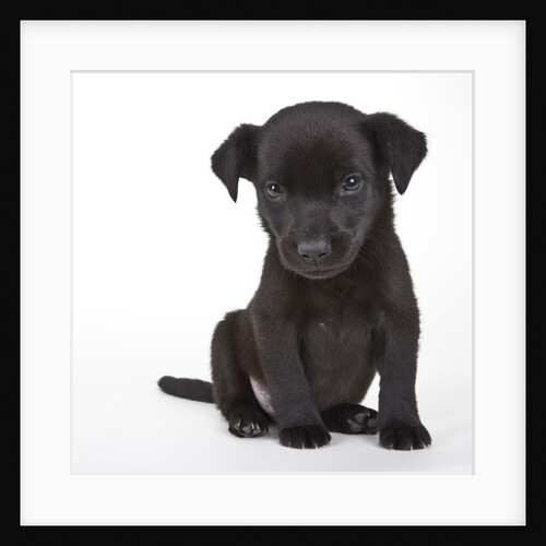 Black labrador puppy by Anonymous
