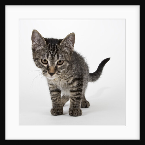 Tabby kitten by Anonymous