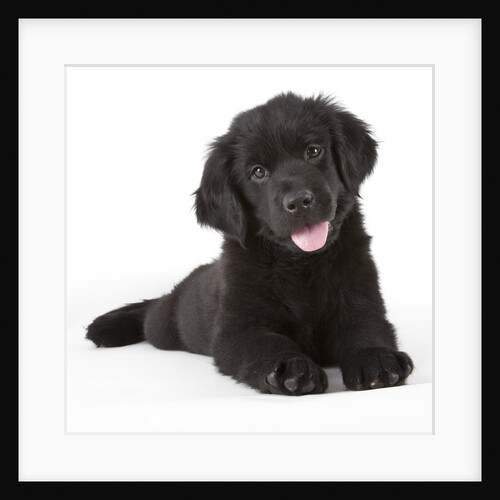 Newfoundland puppy by Anonymous