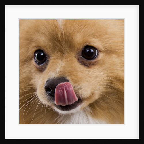 Pomeranian licking face by Anonymous