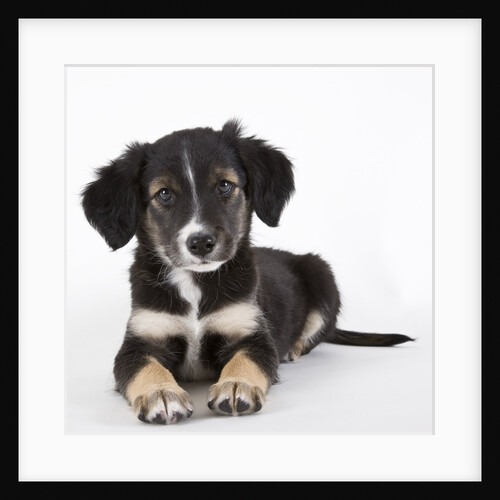 Australian shepherd puppy by Anonymous