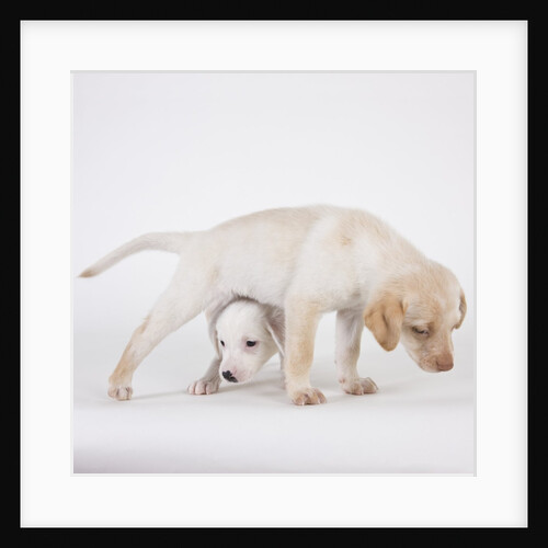 Yellow labrador puppies by Anonymous