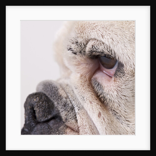 Bulldog face by Anonymous