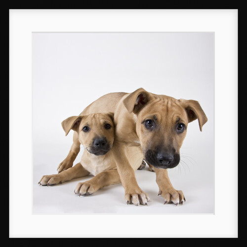 Tan Mastiff puppies by Anonymous
