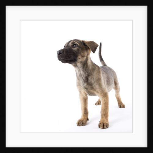 Mastiff puppy by Anonymous
