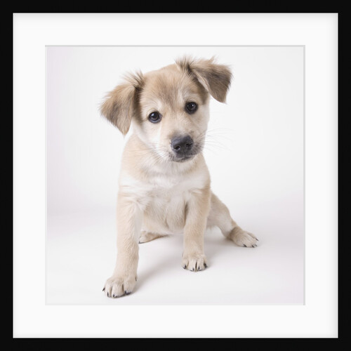 Cute puppy by Anonymous