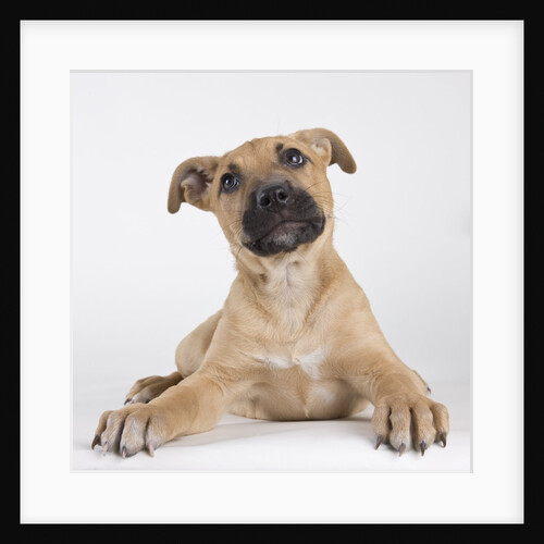Tan Mastiff puppy by Anonymous