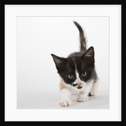 Calico kitten by Anonymous