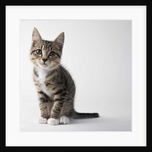 Tabby kitten by Anonymous