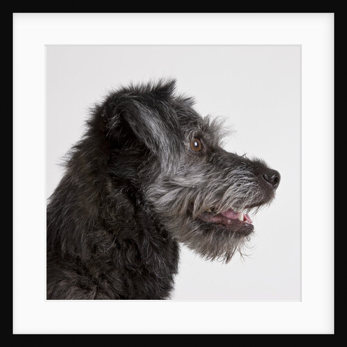 Wolfhound puppy by Anonymous