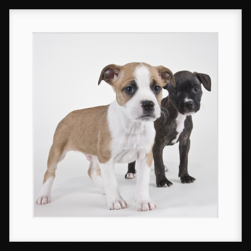 American bulldog puppies by Anonymous