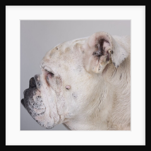 Bulldog by Anonymous