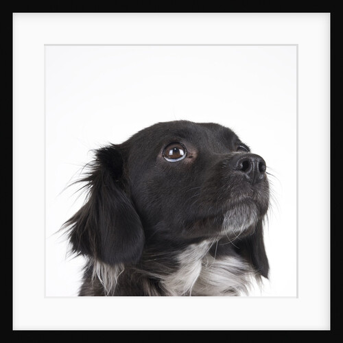 Spaniel puppy looking up by Anonymous