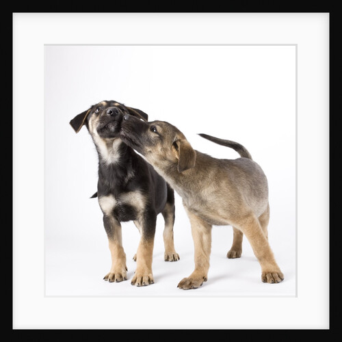 Puppies licking one another by Anonymous