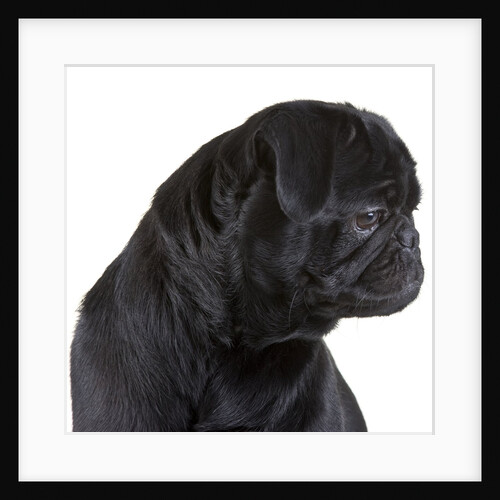 Black Pug by Anonymous