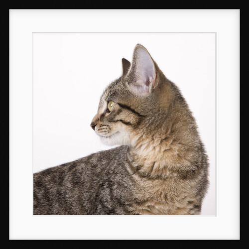Tabby cat by Anonymous