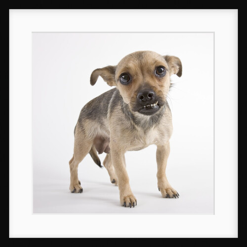 Puppy snarling by Anonymous