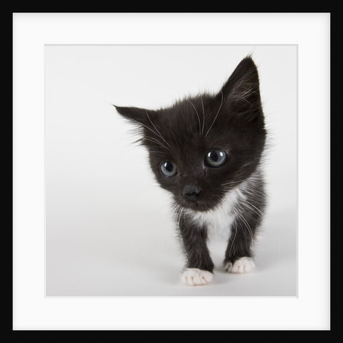 Black and white kitten by Anonymous