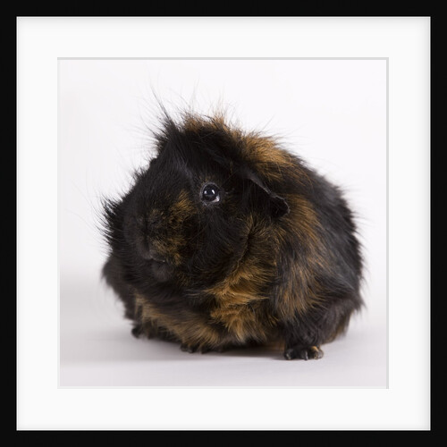 Black and tan Guinea pig by Anonymous