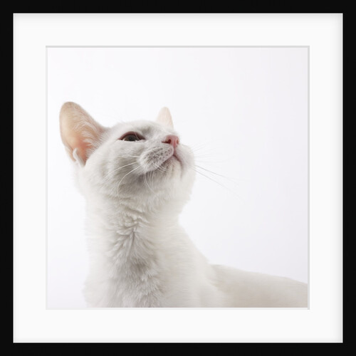 White cat looking up by Anonymous