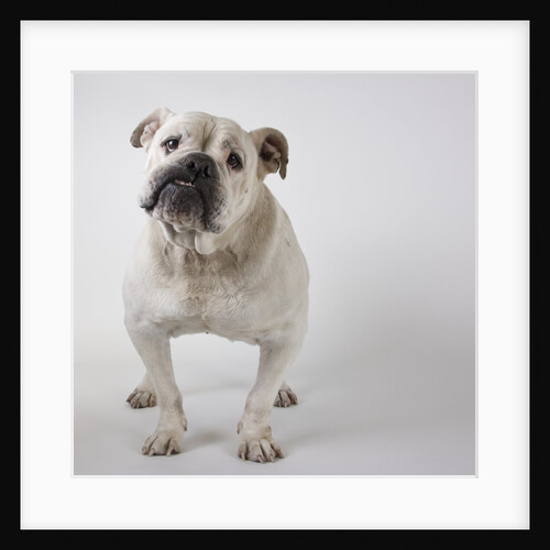Bulldog by Anonymous