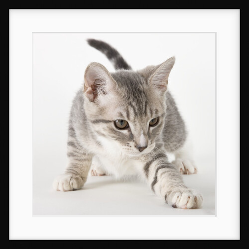 Gray kitten pawing by Anonymous