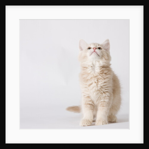 White and tan kitten looking up by Anonymous