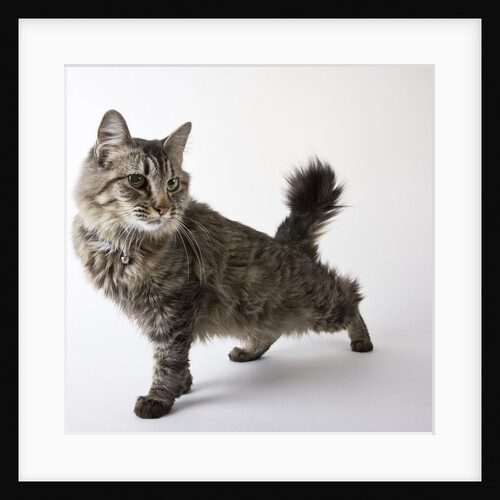American Bobtail cat by Anonymous